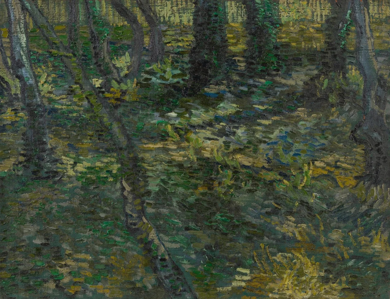 Ivy-covered tree trunks rising through dense green woodland undergrowth